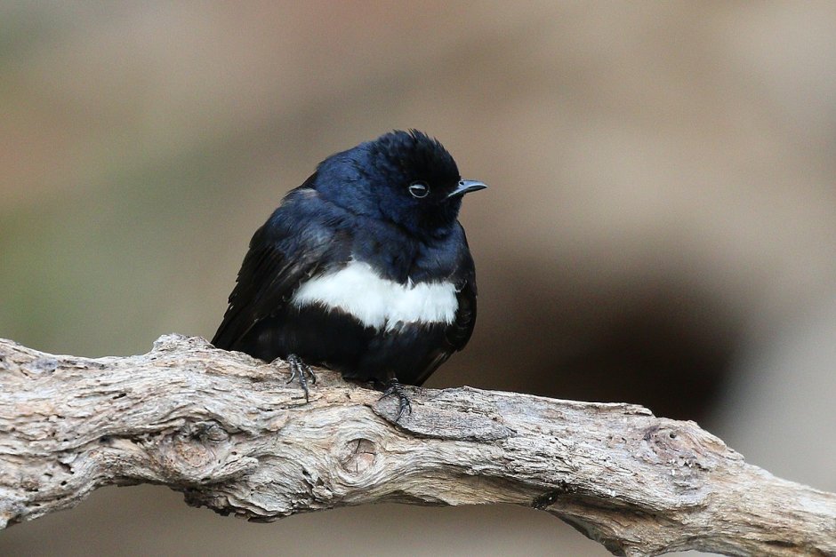 Alopochelidon fucata (