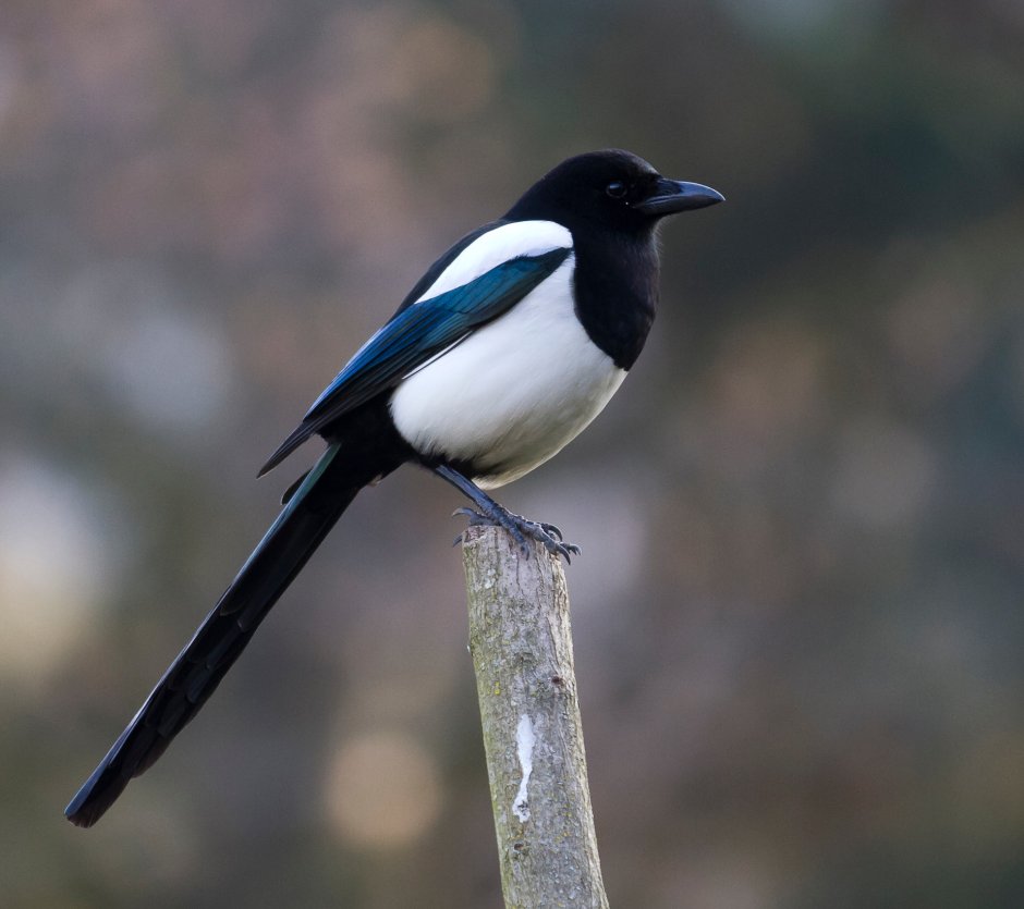 Magpie (character)