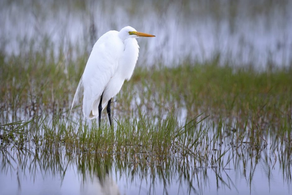 Egretta Alba