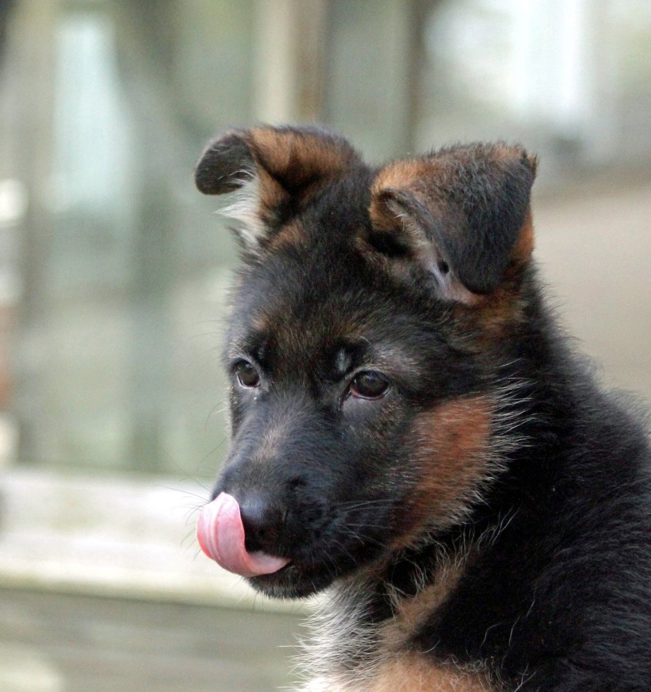 German Shepherd Puppy