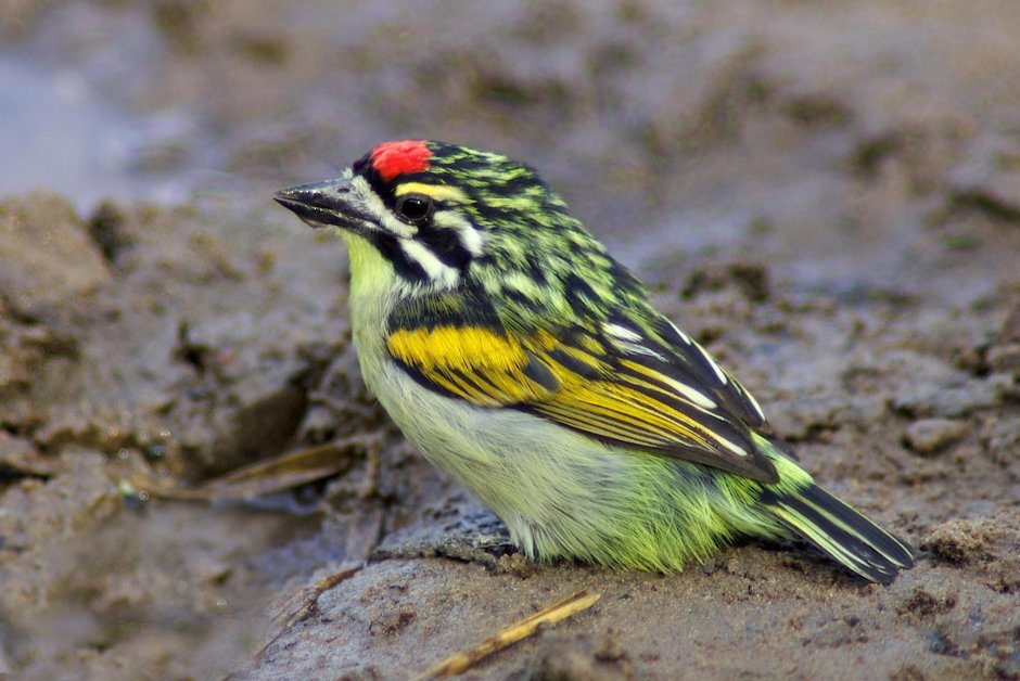 Red-Fronted Tinkerbird