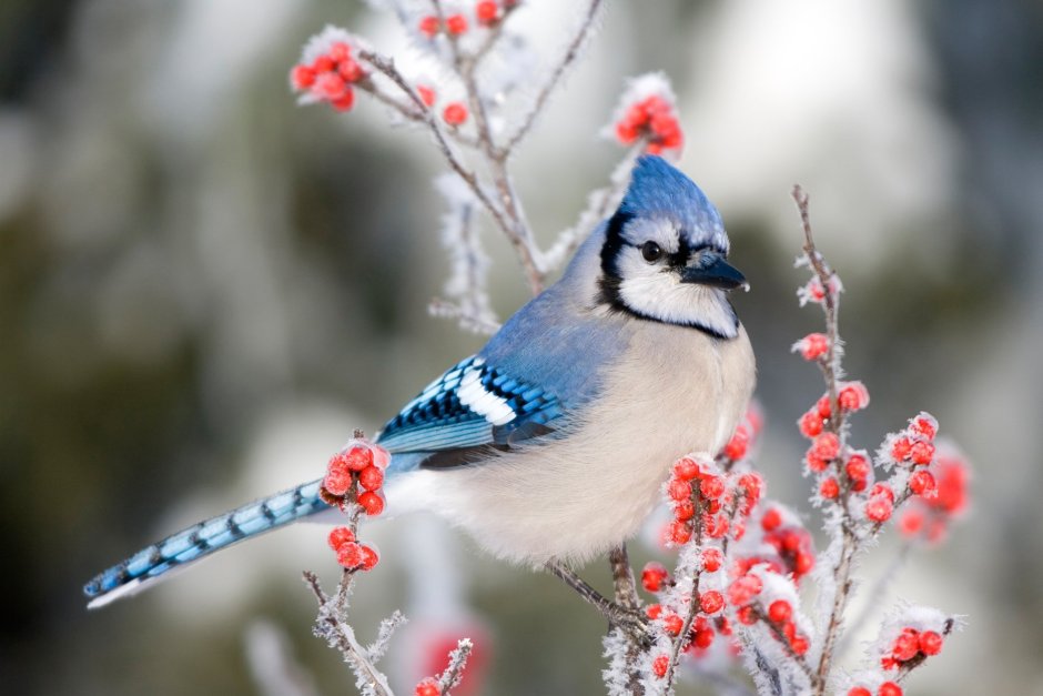 Winter Bird