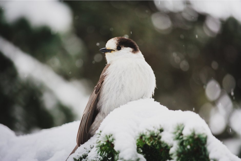 Boy, Snow, Bird