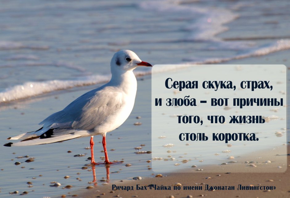 Чайка книга Ричард Бах цитаты
