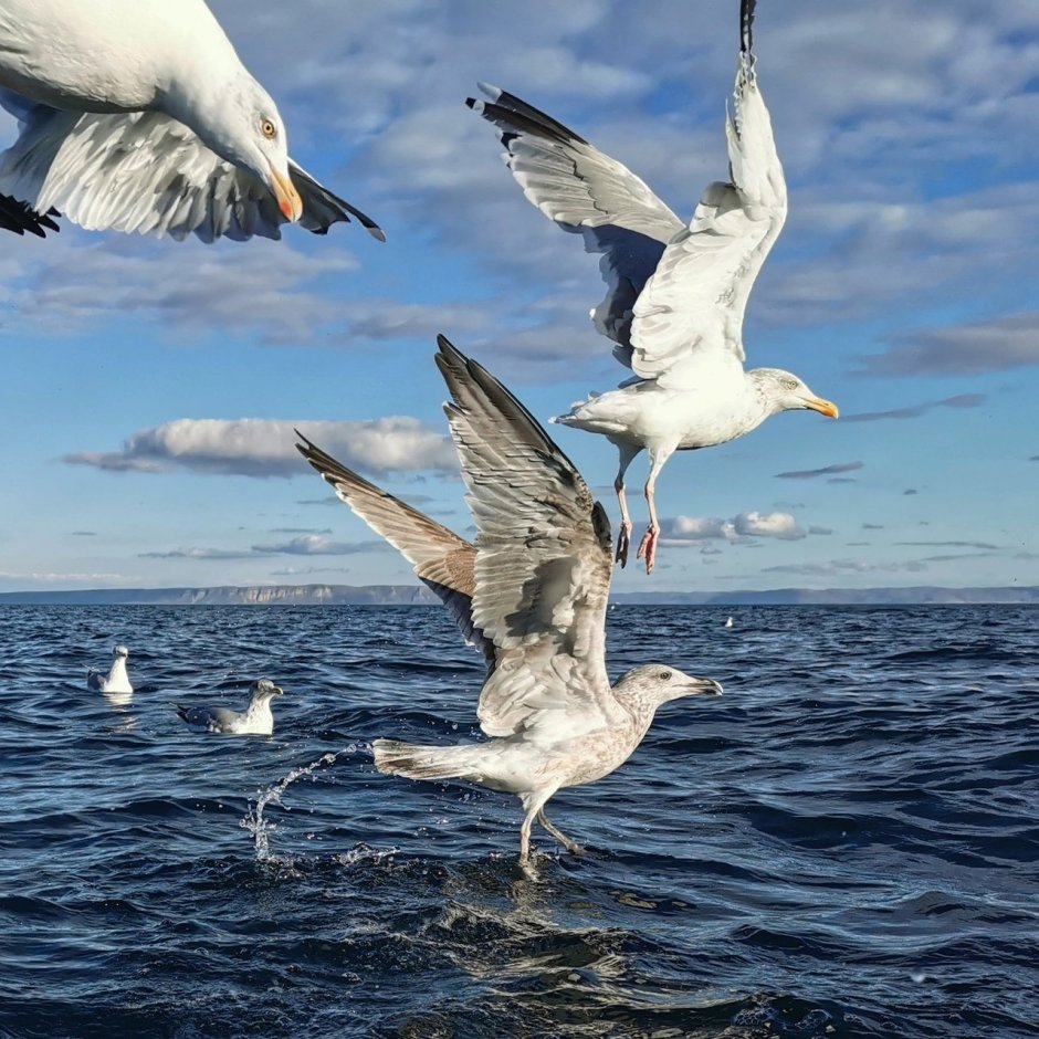 Чайка Баренцево море