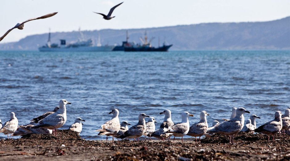 Чайка Охотское море