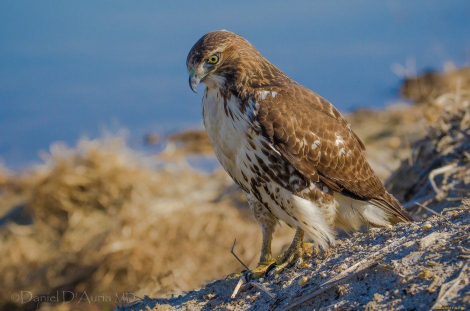 Дербник (Falco columbarius)