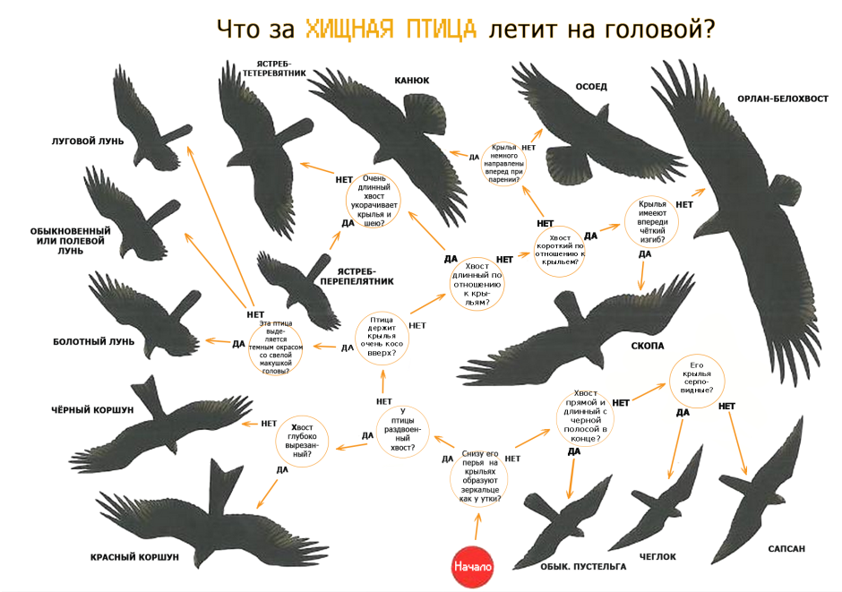 Силуэты хищных птиц Подмосковья