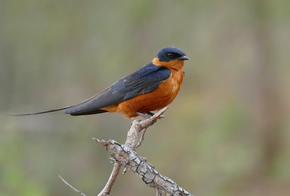Cecropis semirufa