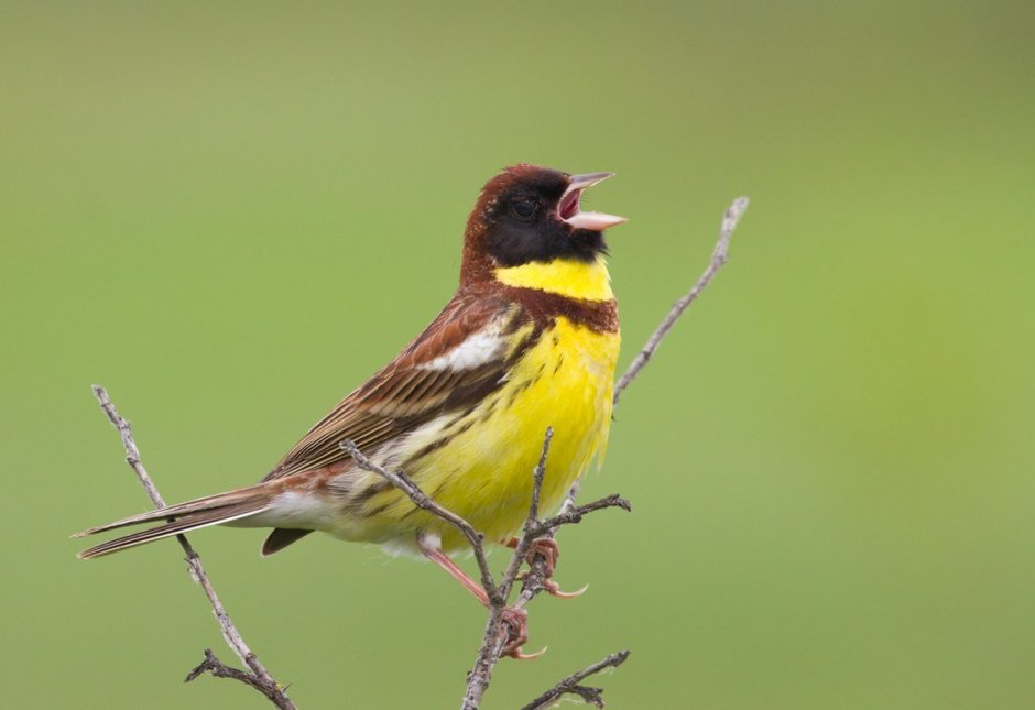 Дубровник (Emberiza aureola)