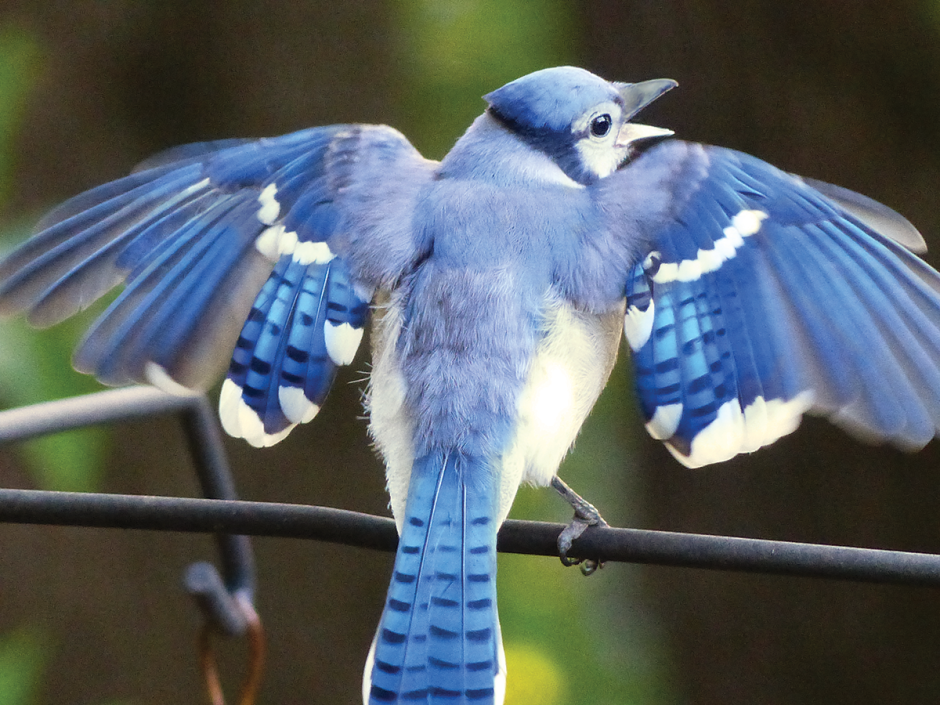 Giants Blue Jay