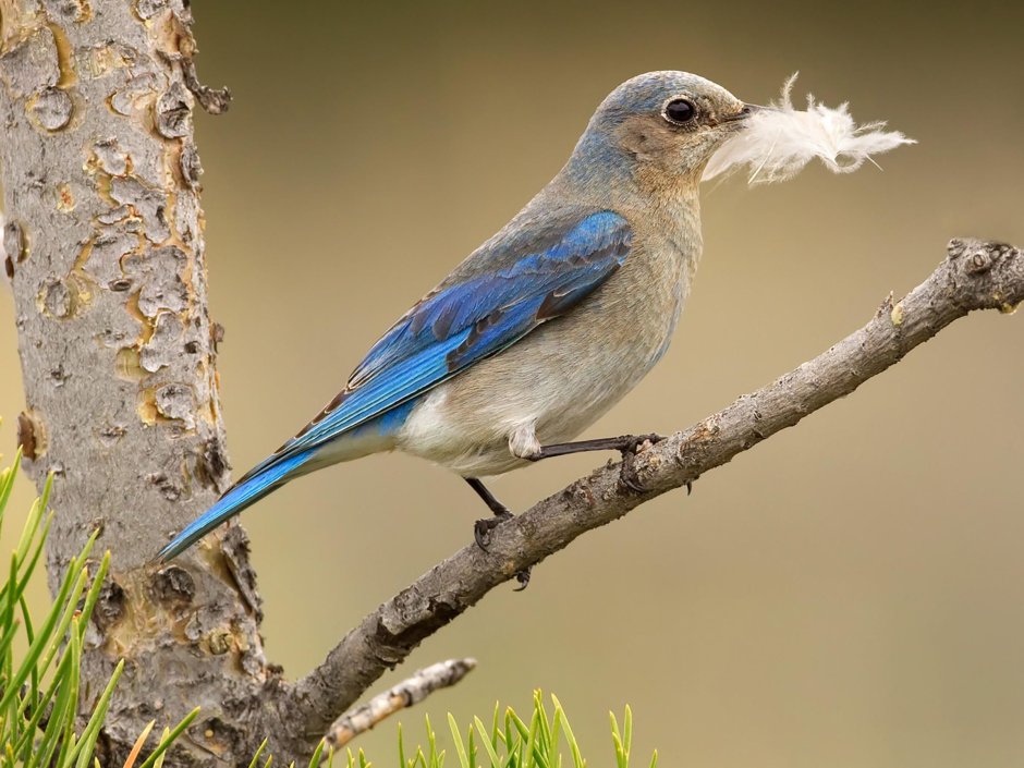 Mountain Bluebird