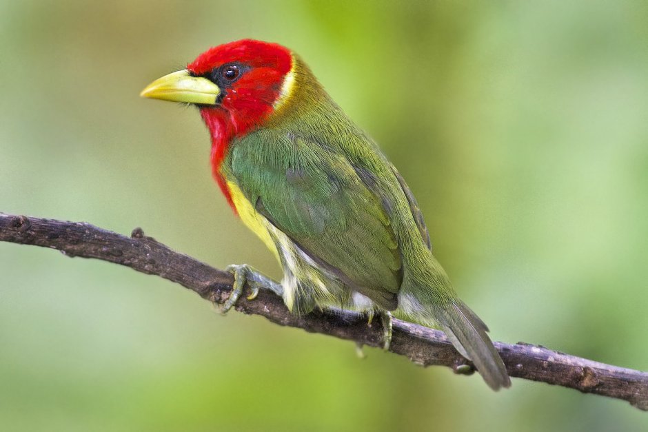 Eubucco bourcierii)