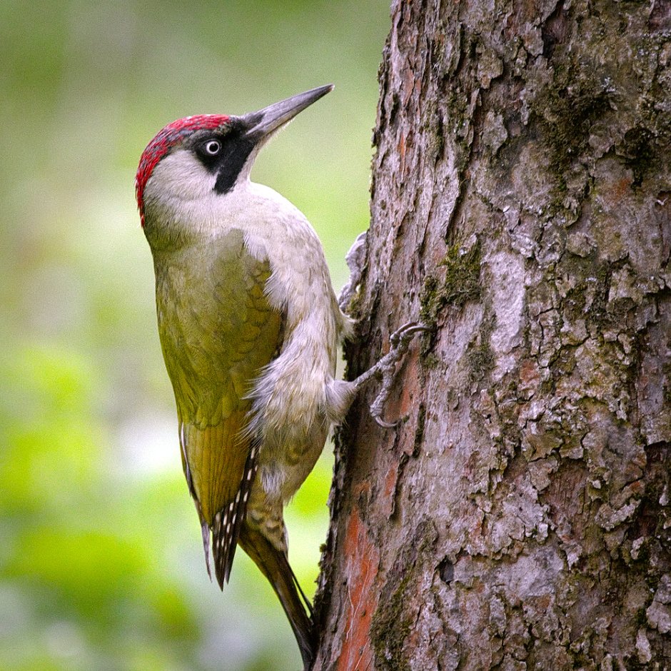 Picus Security