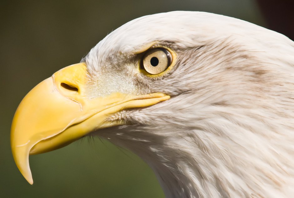 Beak seju