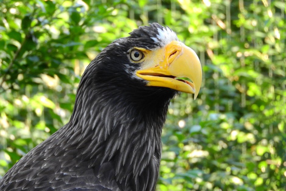 Eagle East Htiler