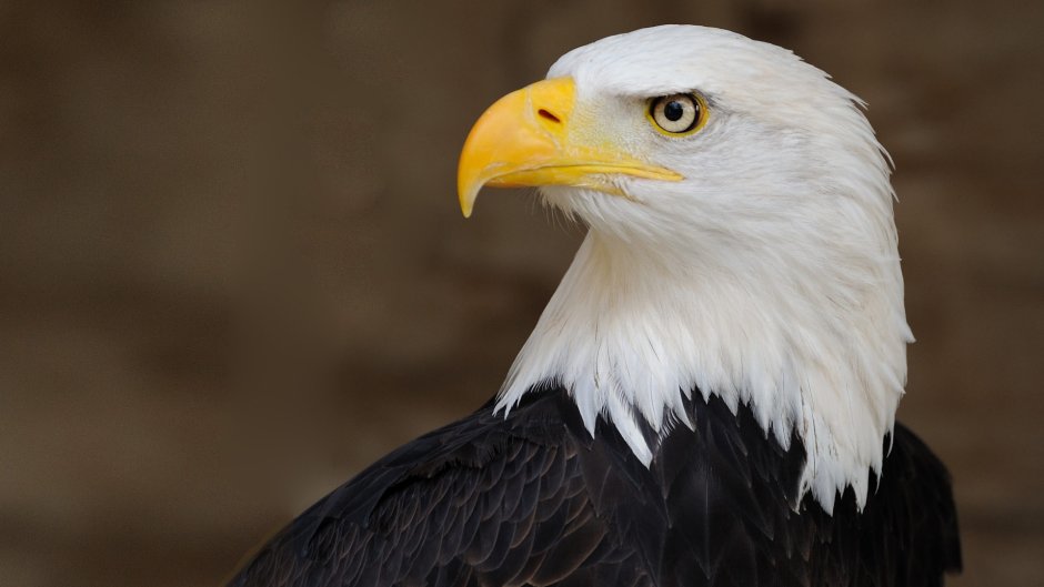 Eagle in Front
