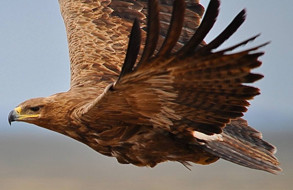 Aquila Rapax nipalensis - Степной Орел