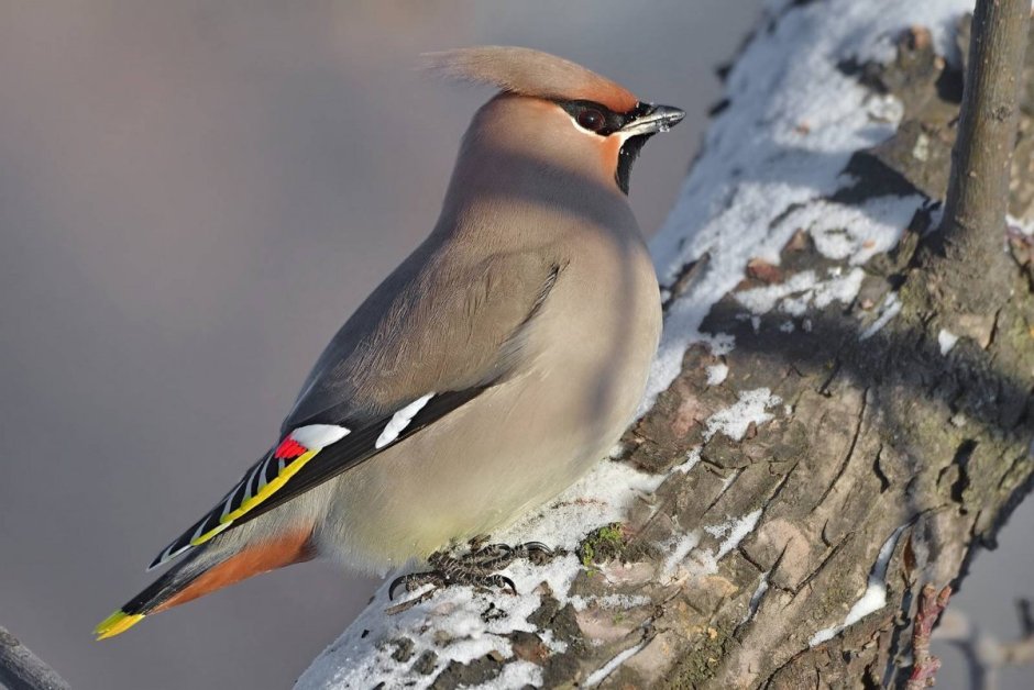 Свиристель (Bombycilla garrulus)