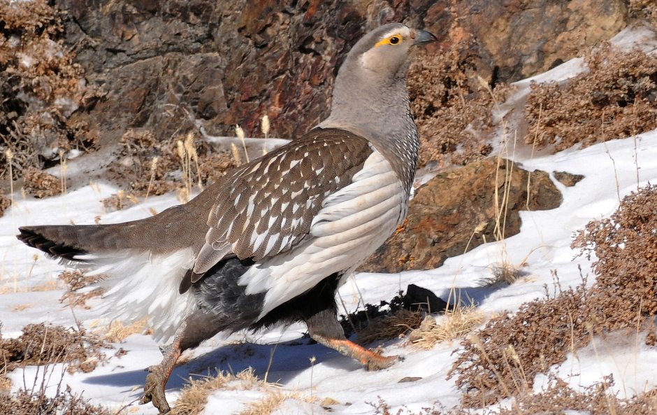 Алтайский улар птица