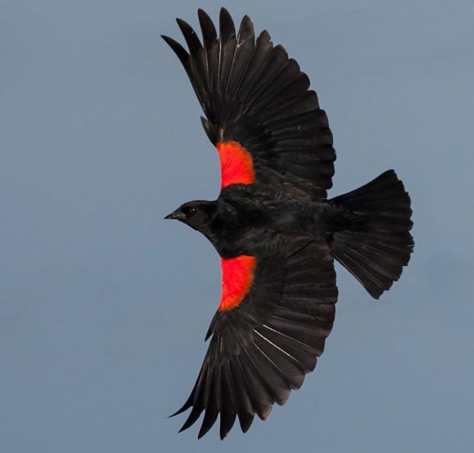 Redwing Blackbird