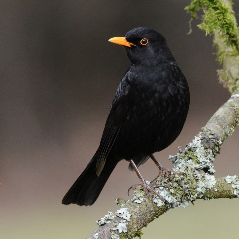 Little Black Bird