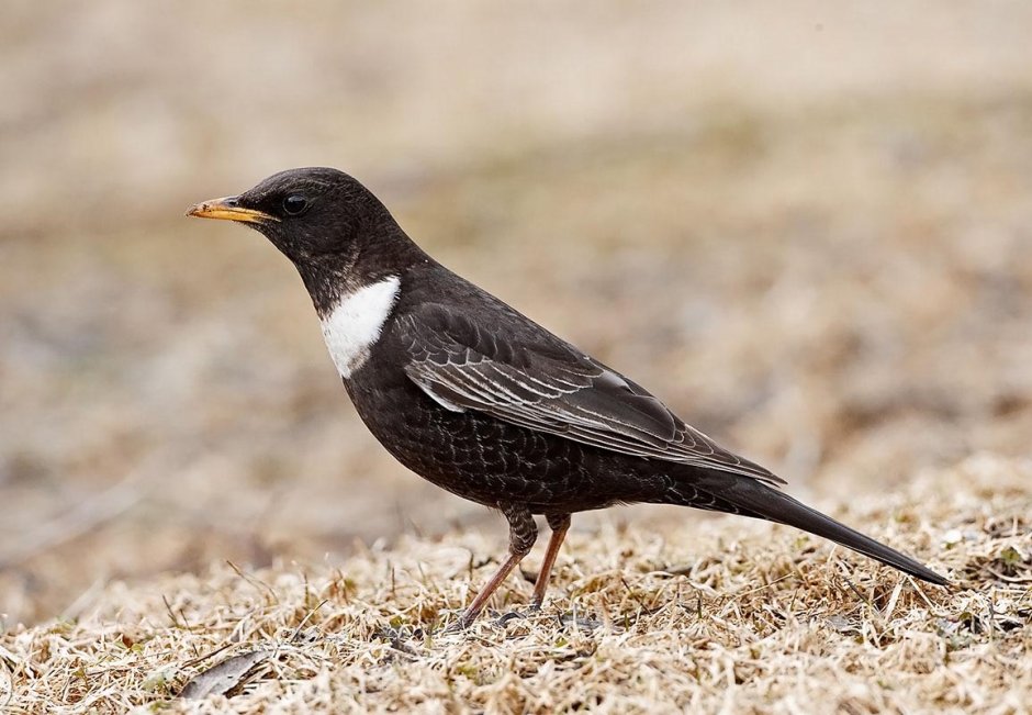 Белозобый Дрозд turdus torquatus