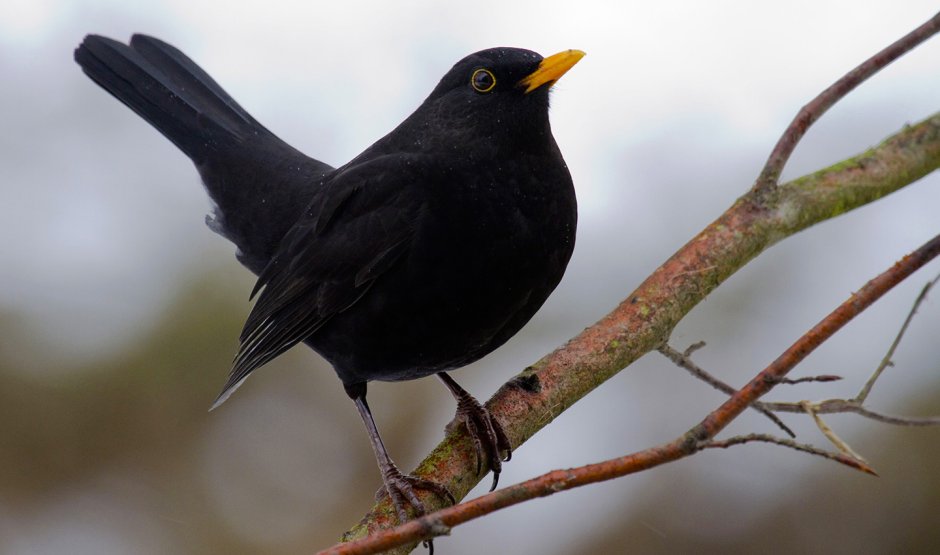 Common Blackbird (turdus Merula)