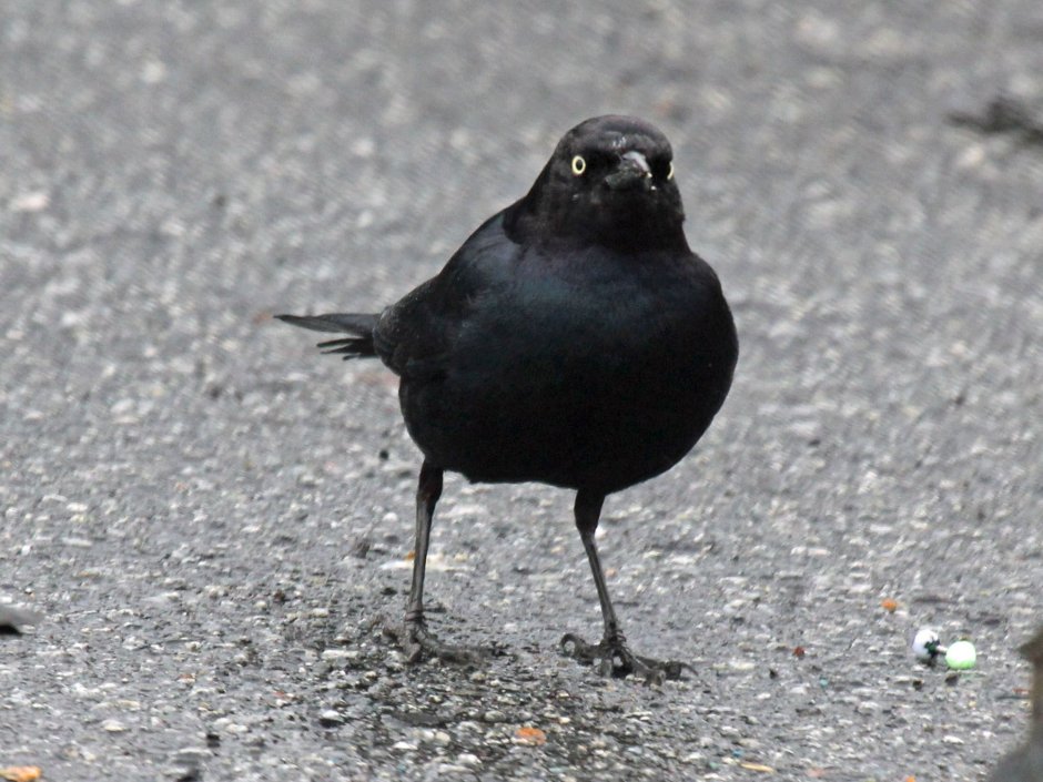 Blackbird Eye