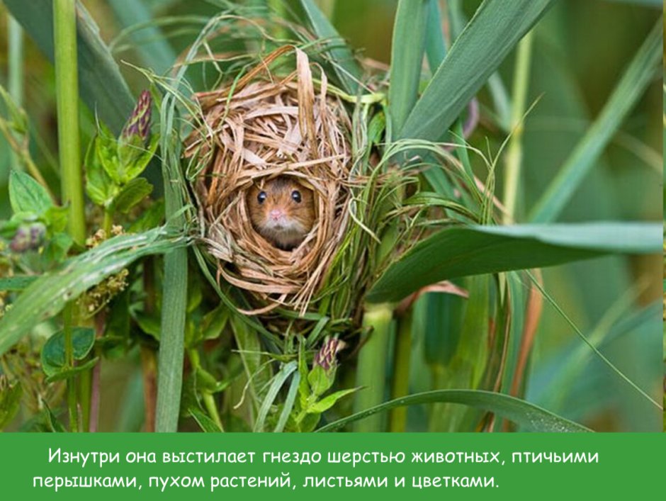 Мышь Малютка гнездо