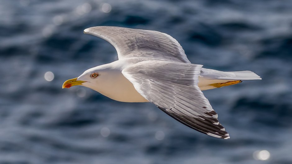 Чайка Seagull