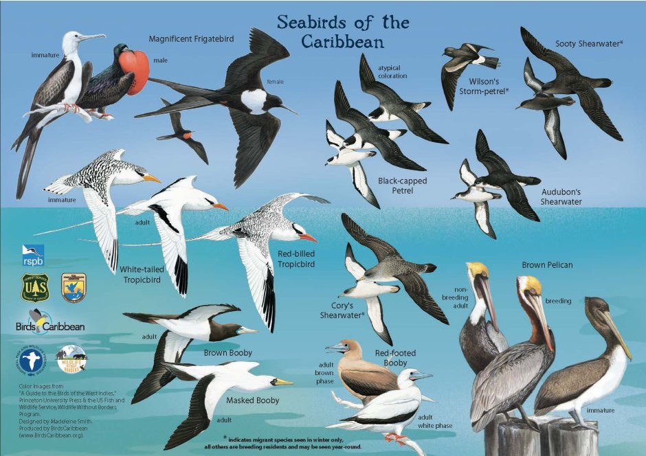 Seabird Designs as