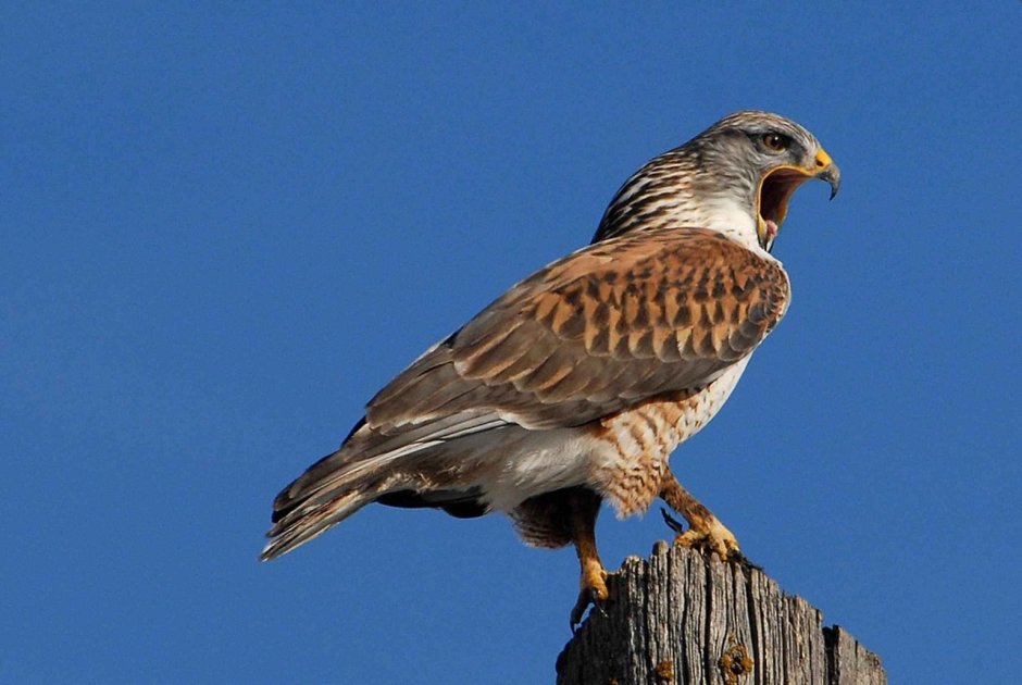 Ferruginous Hawk