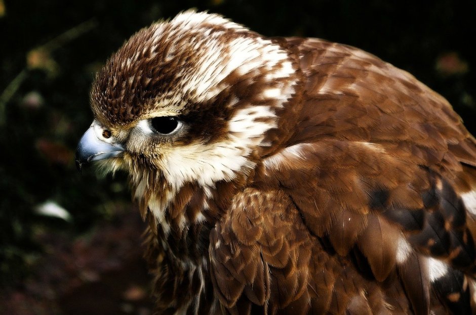 Hawk Brown