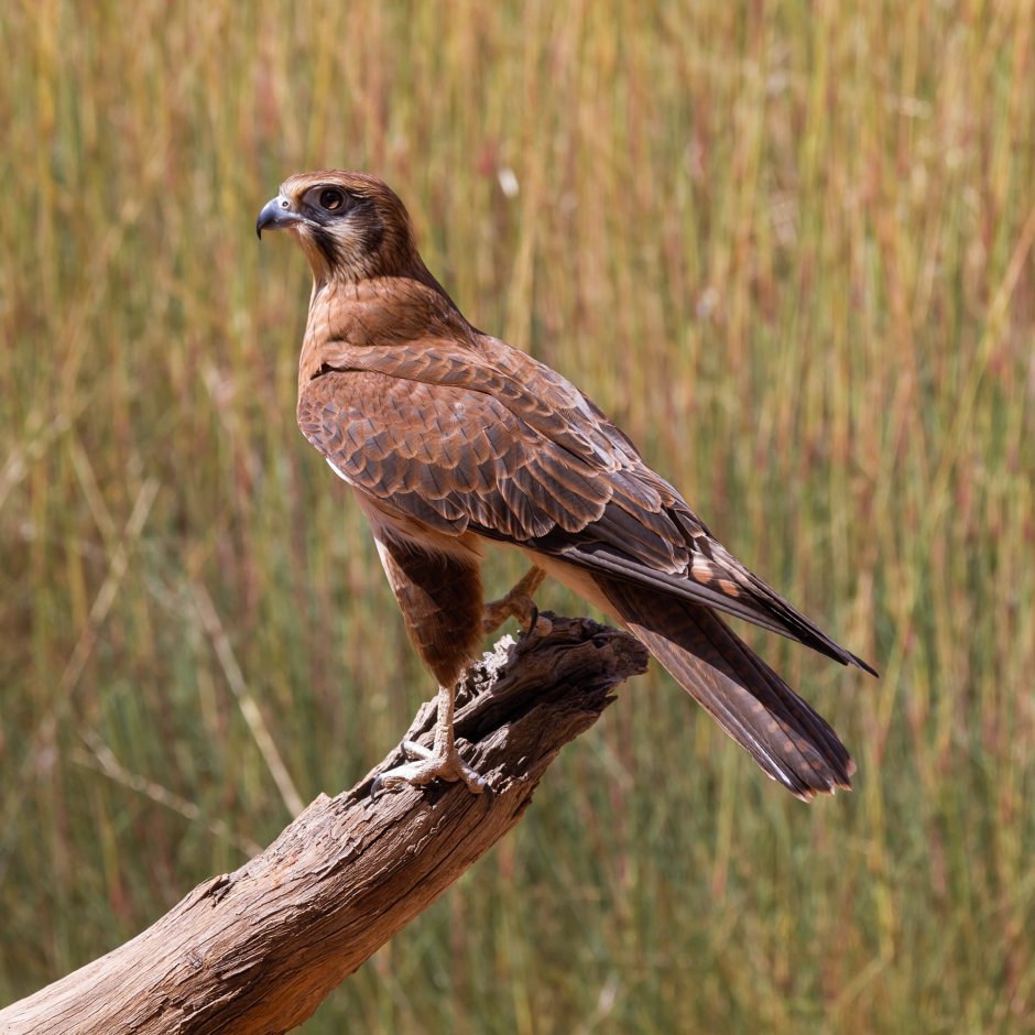 Falco berigora
