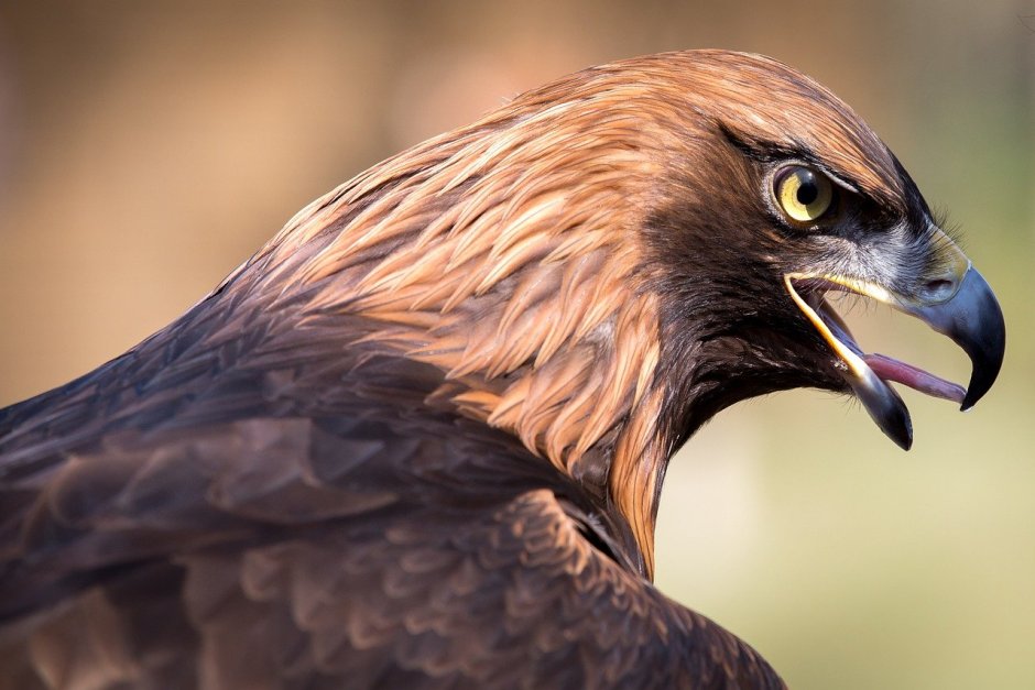 Raptor Bird