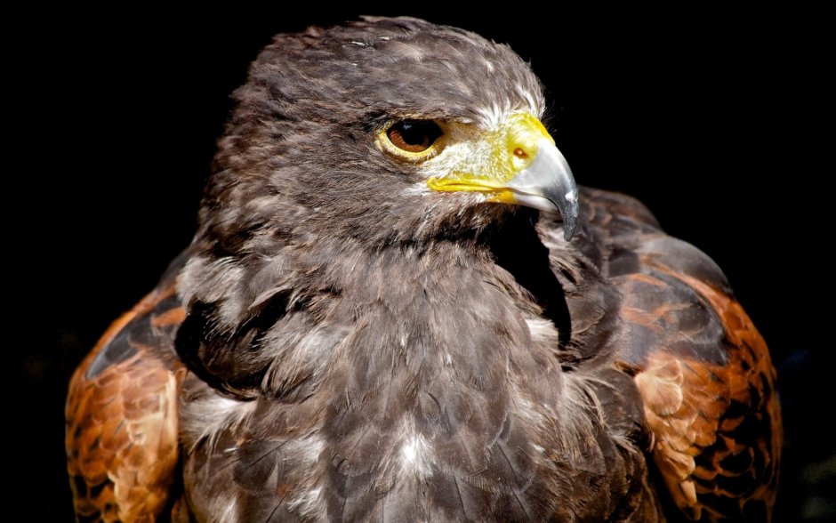 Spizaetus Tyrannus