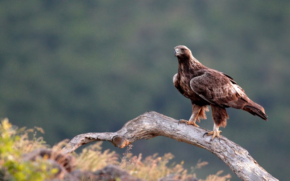 Беркут - Aquila chrysaetos (Linnaeus)