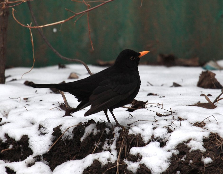Дрозд чёрный (turdus Merula)