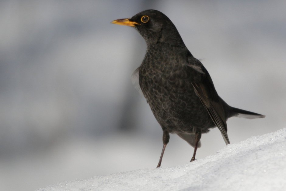 Blackbird черный Дрозд
