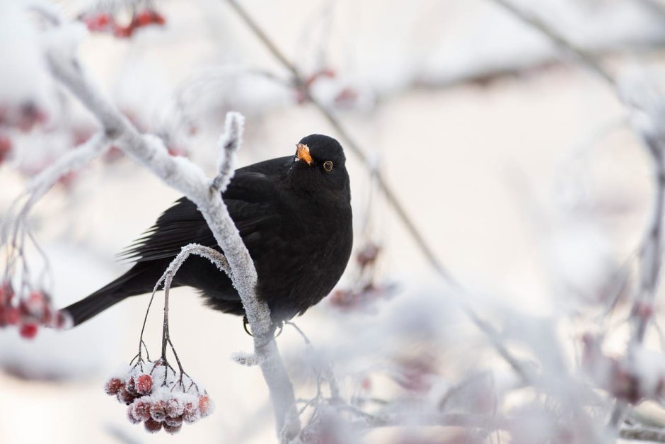 Blackbird Days
