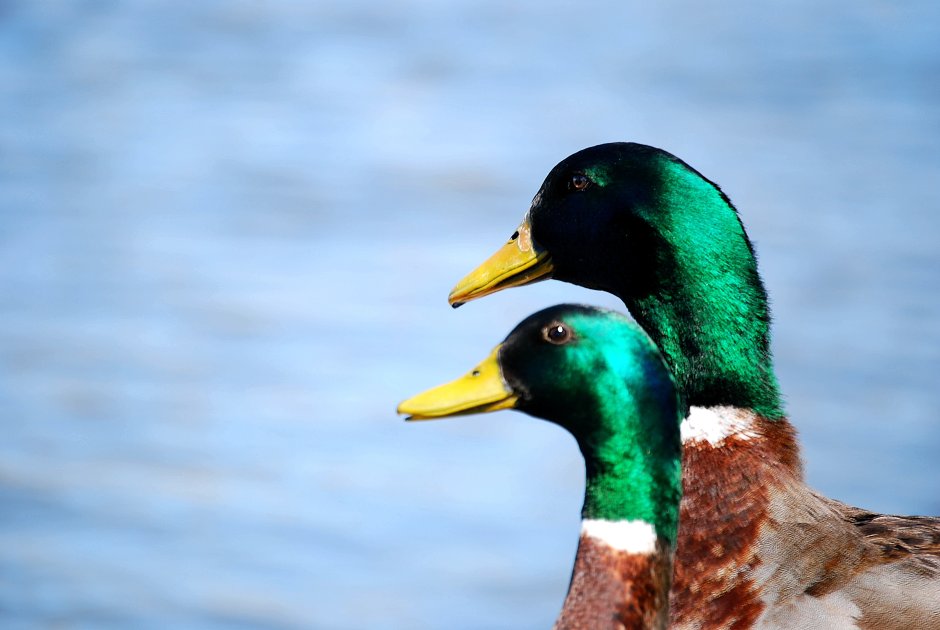Wild Duck Color
