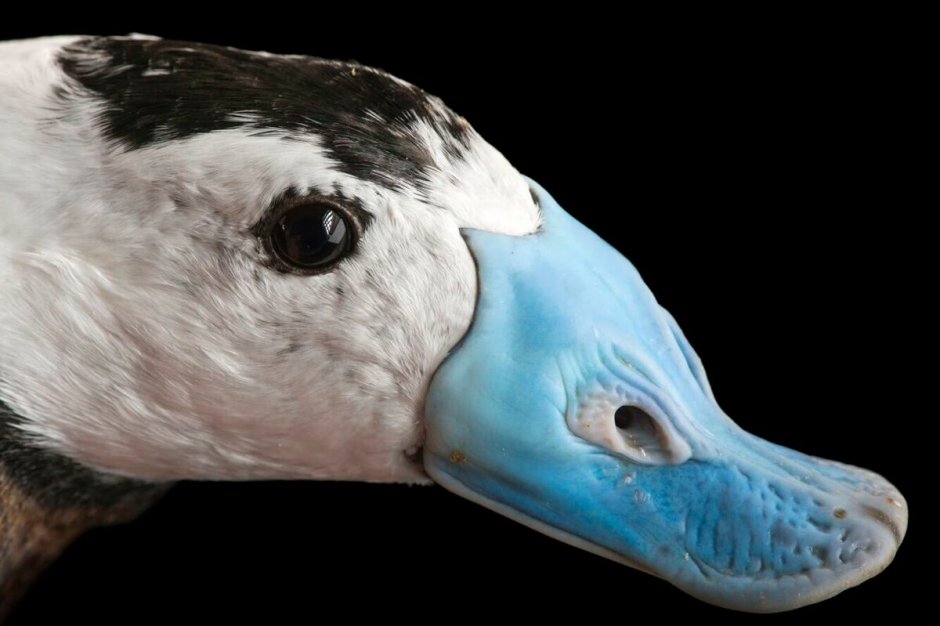 Joel Sartore
