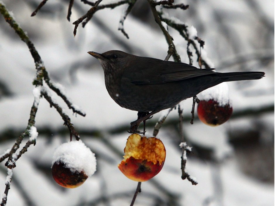 Blackbird in Apple Tree