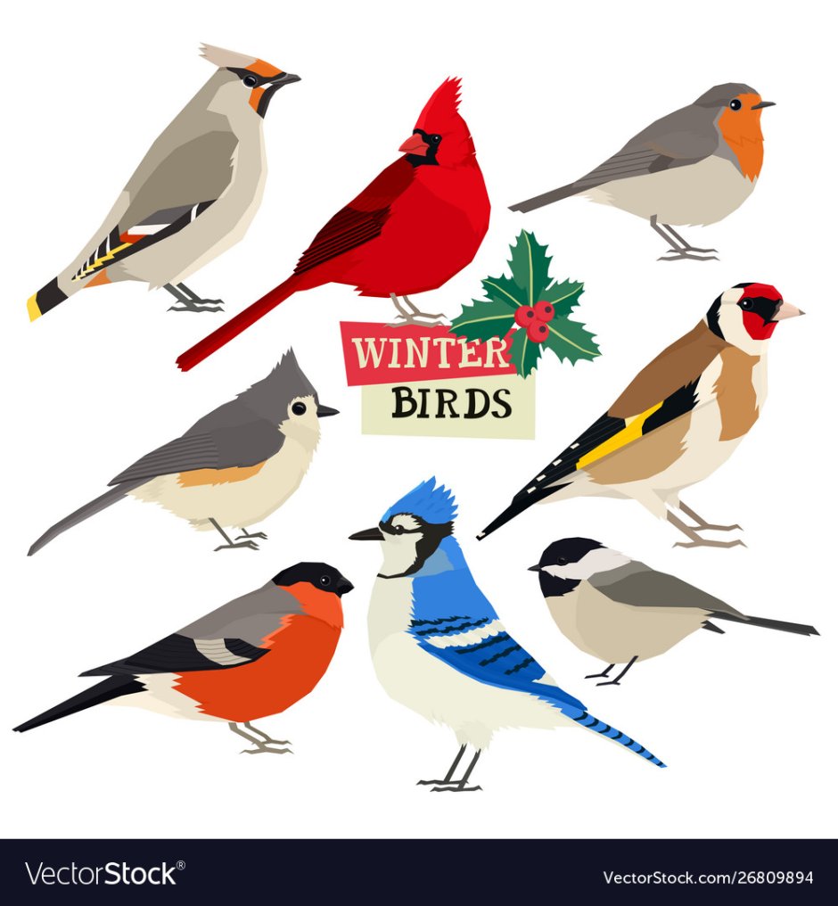 Birds Winter vector