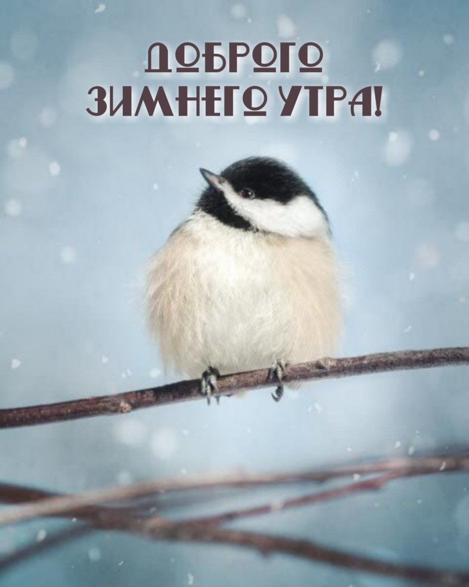 Маленькие белые птички зимой