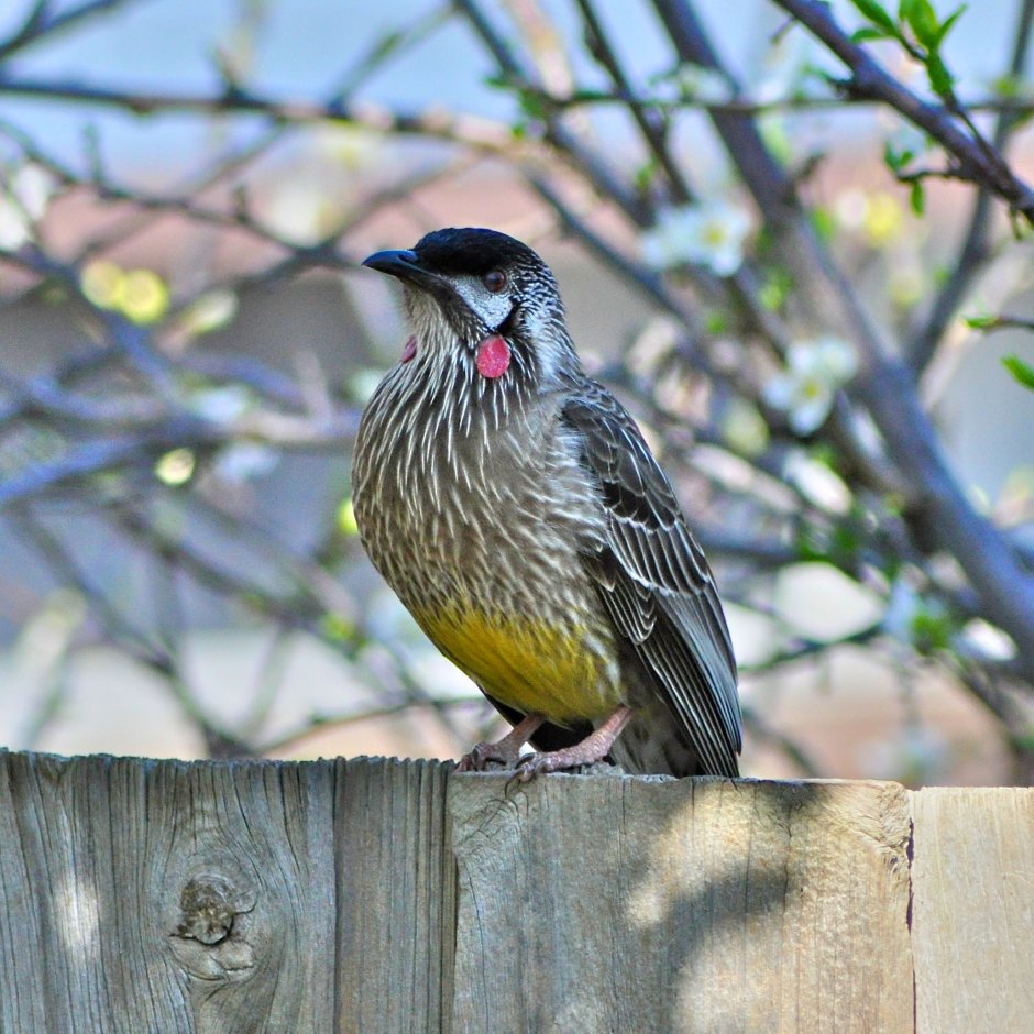 Wattlebird птица