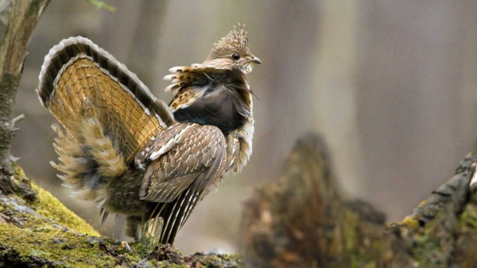 Bonasa umbellus