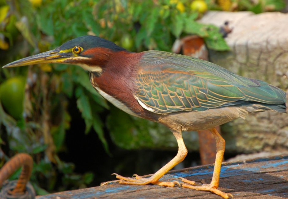 American Green Heron
