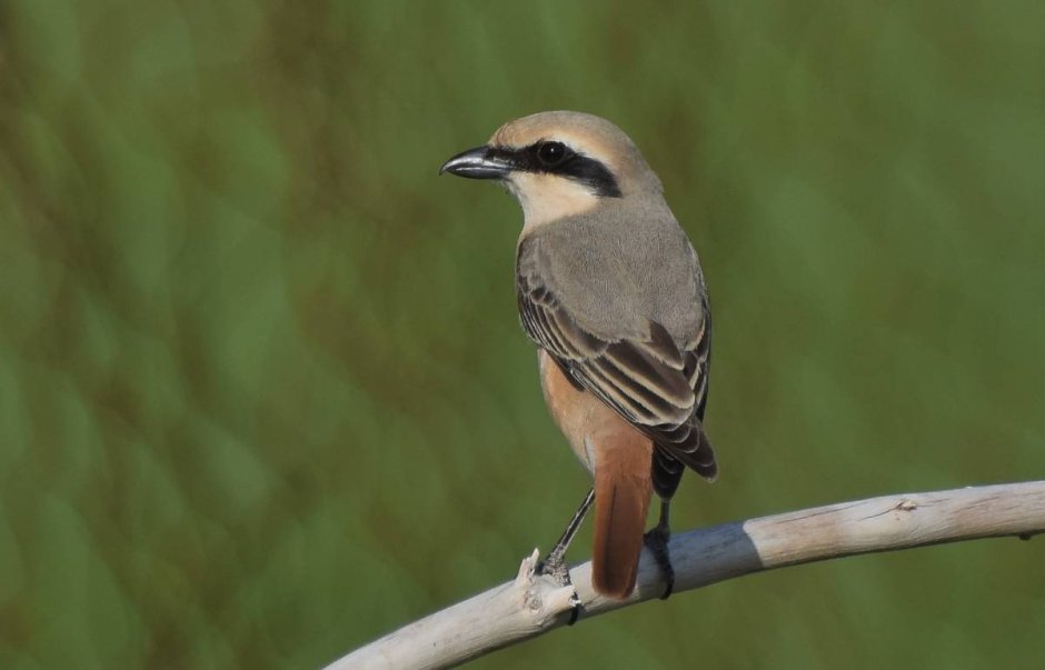 Lanius isabellinus